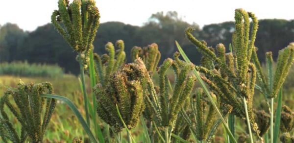 Natural Unpolished Finger Millets/Ragi/Mandia- 1 Kg. (Natural Farming)